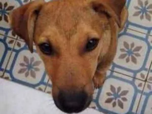 Cachorro raça SRD idade 2 a 6 meses nome Tico