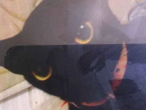 Gato ra a SRD idade 1 ano nome Rege, peixe...