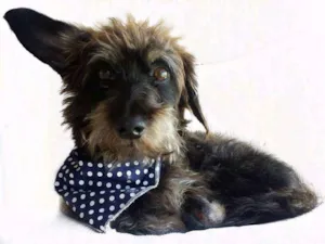 Cachorro raça Sem Raça Definida idade 6 ou mais anos nome Max
