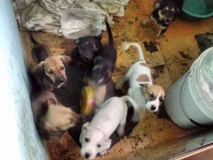 Cachorro ra a Sem raça idade 2 a 6 meses nome Sem nome