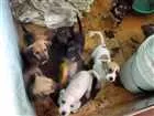 Cachorro raça Sem raça idade 2 a 6 meses nome Sem nome
