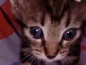 Gato raça SRD idade 2 a 6 meses nome RAJADINHA