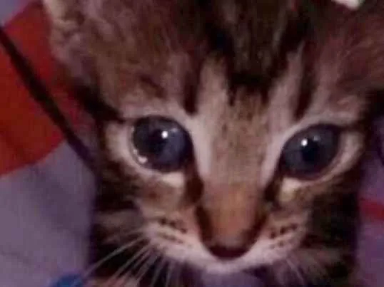 Gato ra a SRD idade 2 a 6 meses nome RAJADINHA