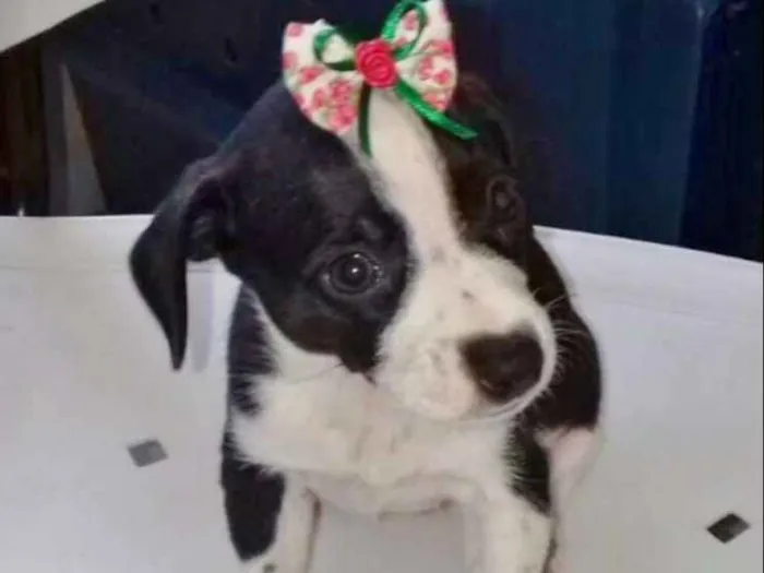 Cachorro ra a SRD idade 2 a 6 meses nome LINDINHA