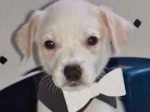 Cachorro raça SRD idade 2 a 6 meses nome CLARINHO