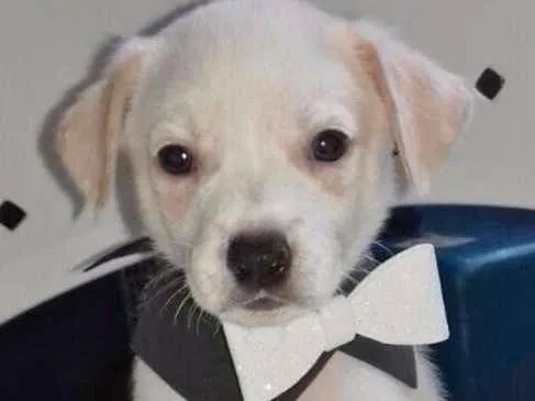 Cachorro ra a SRD idade 2 a 6 meses nome CLARINHO