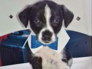 Cachorro raça SRD idade 2 a 6 meses nome COQUINHO