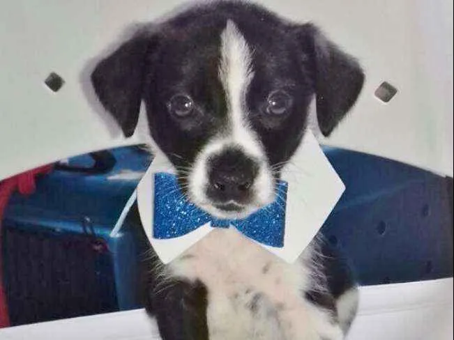 Cachorro ra a SRD idade 2 a 6 meses nome COQUINHO