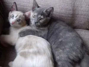 Gato raça  idade 2 a 6 meses nome Felicity e Bailey