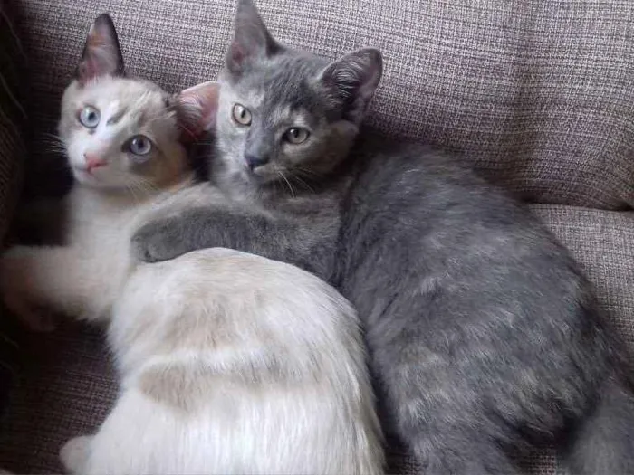 Gato ra a  idade 2 a 6 meses nome Felicity e Bailey