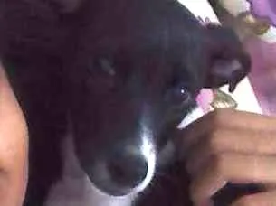 Cachorro ra a Fox Paulistinha idade 2 a 6 meses nome Thor