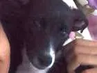 Cachorro raça Fox Paulistinha idade 2 a 6 meses nome Thor