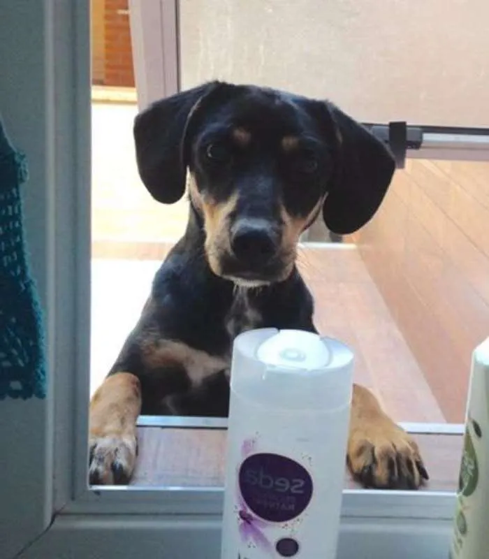 Cachorro ra a Fox Paulistinha com Coller idade 7 a 11 meses nome Jubileia