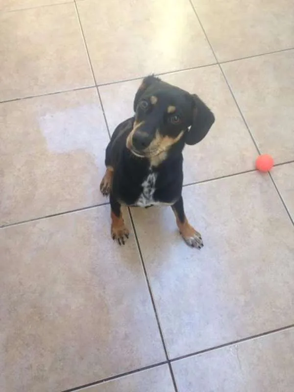 Cachorro ra a Fox Paulistinha com Coller idade 7 a 11 meses nome Jubileia