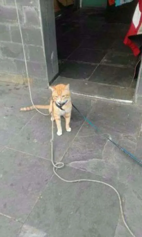 Gato raça turca idade 3 anos nome varios