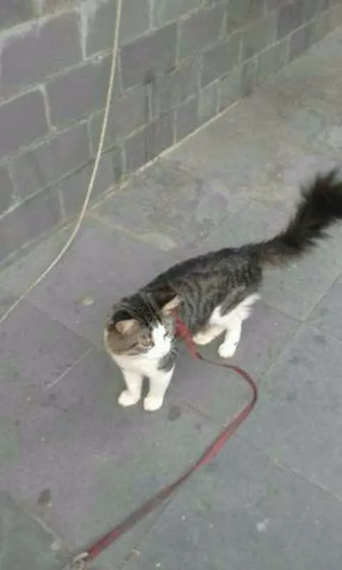 Gato raça turca idade 3 anos nome varios