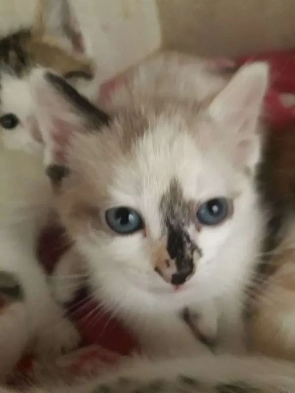 Gato ra a SRD idade Abaixo de 2 meses nome Sem Nome