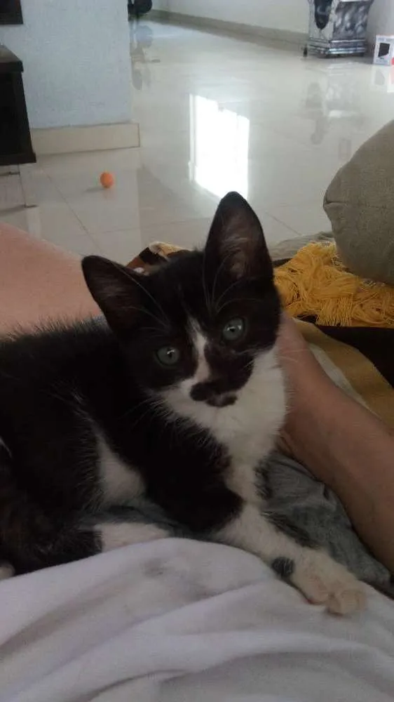 Gato ra a Sem raça definida idade 2 a 6 meses nome Sem nome