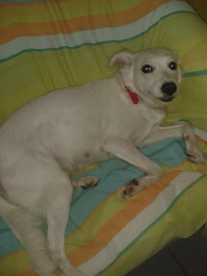 Cachorro raça Rnd idade 3 anos nome Branca