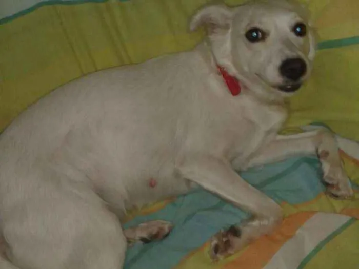 Cachorro raça Rnd idade 3 anos nome Branca
