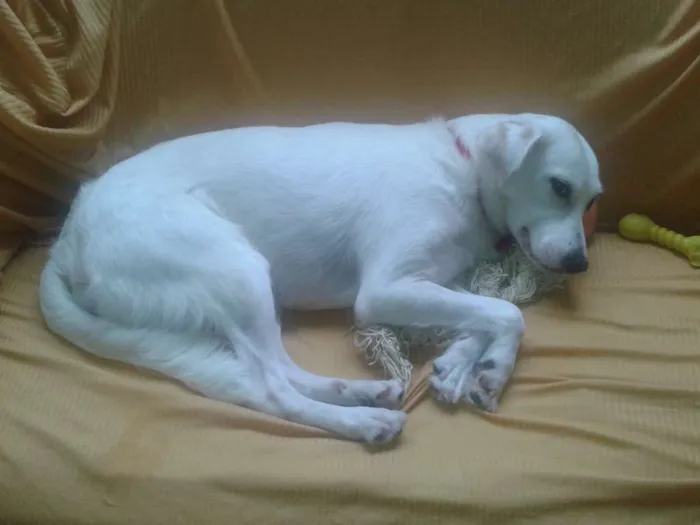 Cachorro raça Rnd idade 3 anos nome Branca