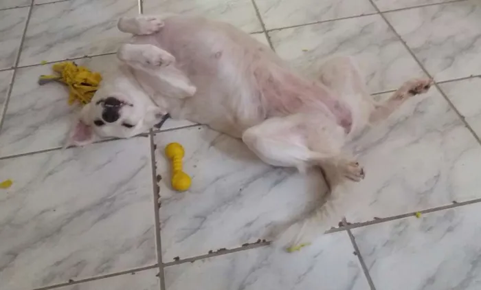 Cachorro raça Rnd idade 3 anos nome Branca