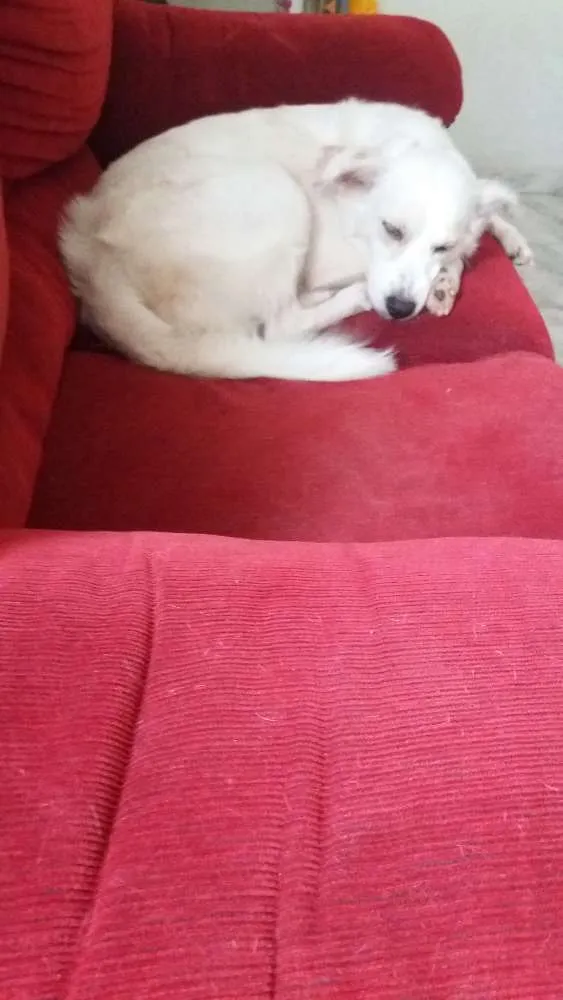 Cachorro raça Rnd idade 3 anos nome Branca