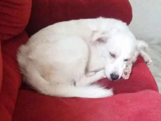 Cachorro raça Rnd idade 3 anos nome Branca