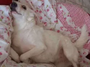 Cachorro raça Rnd idade 3 anos nome Branca