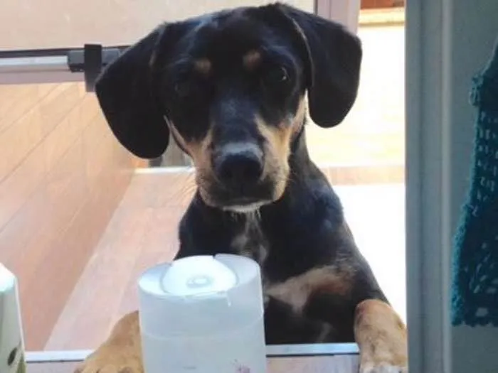 Cachorro ra a Fox Paulistinha com Coller idade 7 a 11 meses nome Jubileia