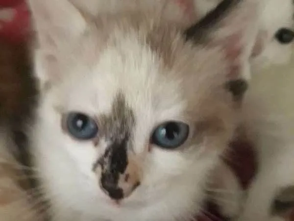 Gato ra a SRD idade Abaixo de 2 meses nome Sem Nome