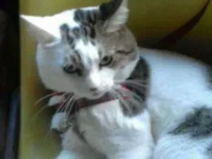 Gato raça turca idade 3 anos nome varios