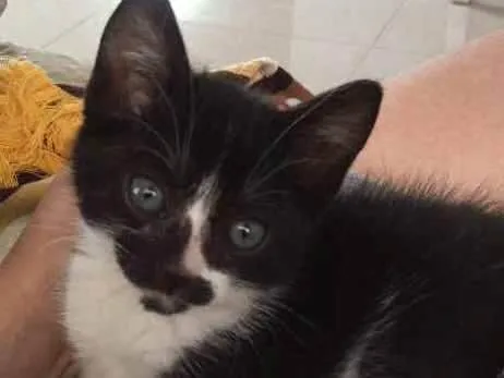 Gato ra a Sem raça definida idade 2 a 6 meses nome Sem nome