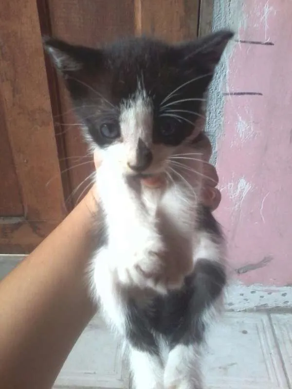 Gato raça  idade 2 a 6 meses nome Sem Nome