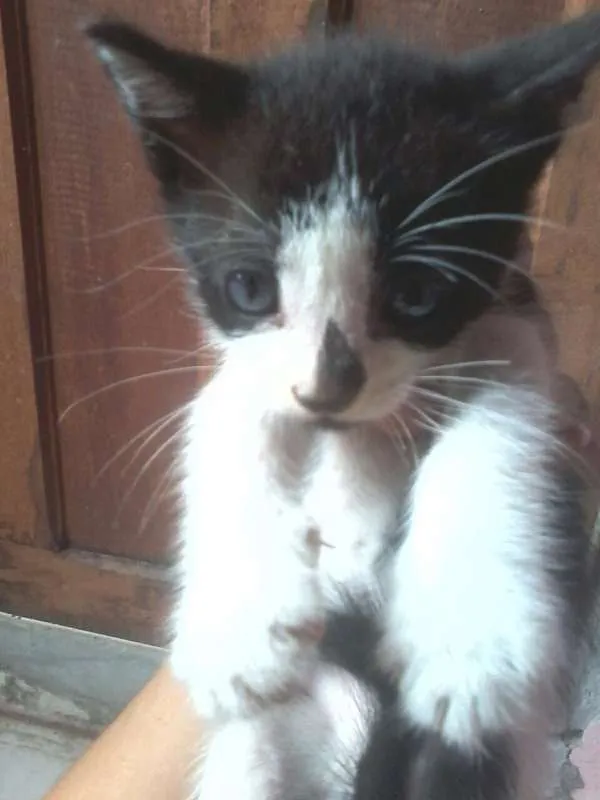 Gato raça  idade 2 a 6 meses nome Sem Nome