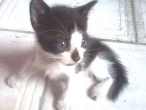 Gato raça  idade 2 a 6 meses nome Sem Nome