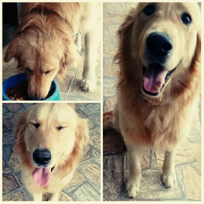Cachorro ra a Gold Retriver idade 4 anos nome Dom