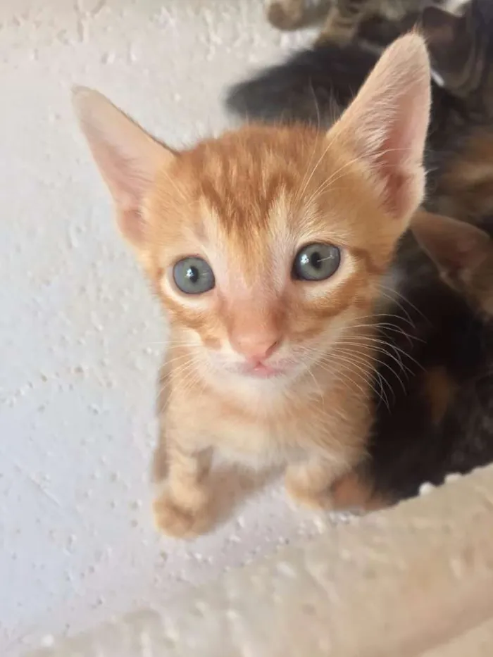 Gato ra a Srd idade 2 a 6 meses nome Lindinhos 