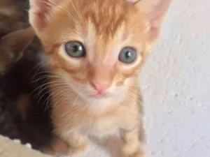 Gato raça Srd idade 2 a 6 meses nome Lindinhos 