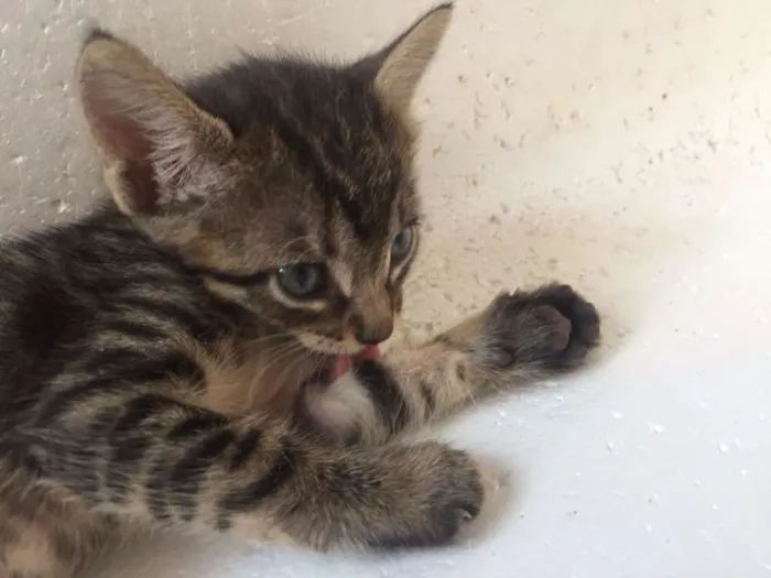 Gato ra a Srd idade 2 a 6 meses nome Lindinhos 