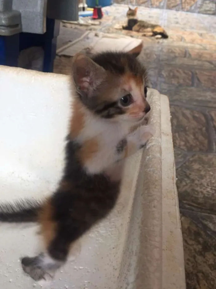 Gato ra a Srd idade 2 a 6 meses nome Lindinhos 