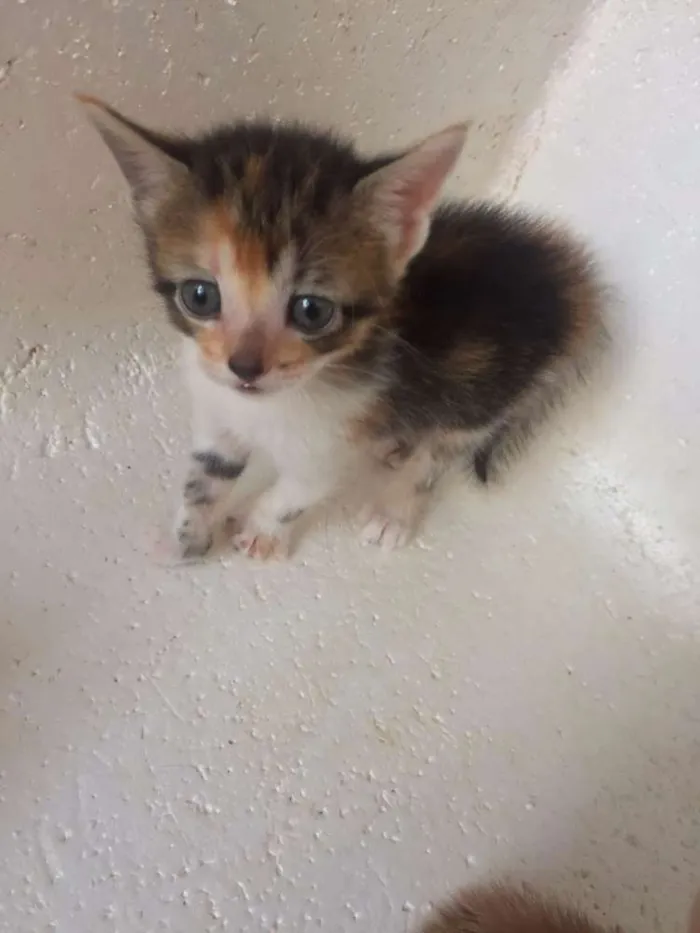 Gato ra a Srd idade 2 a 6 meses nome Lindinhos 