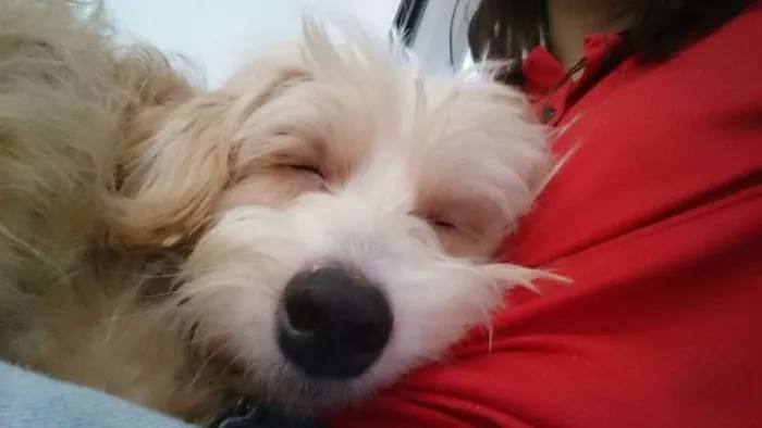 Cachorro ra a SRD idade 2 anos nome Bob Marley 