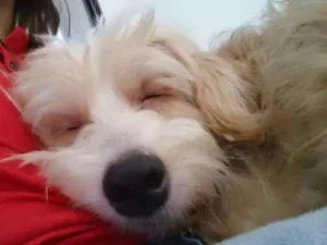 Cachorro raça SRD idade 2 anos nome Bob Marley 