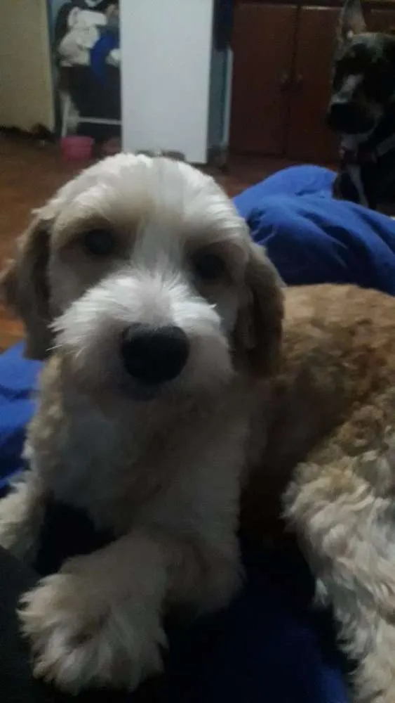 Cachorro ra a SRD idade 2 anos nome Bob Marley 