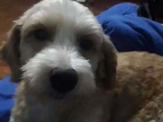 Cachorro ra a SRD idade 2 anos nome Bob Marley 