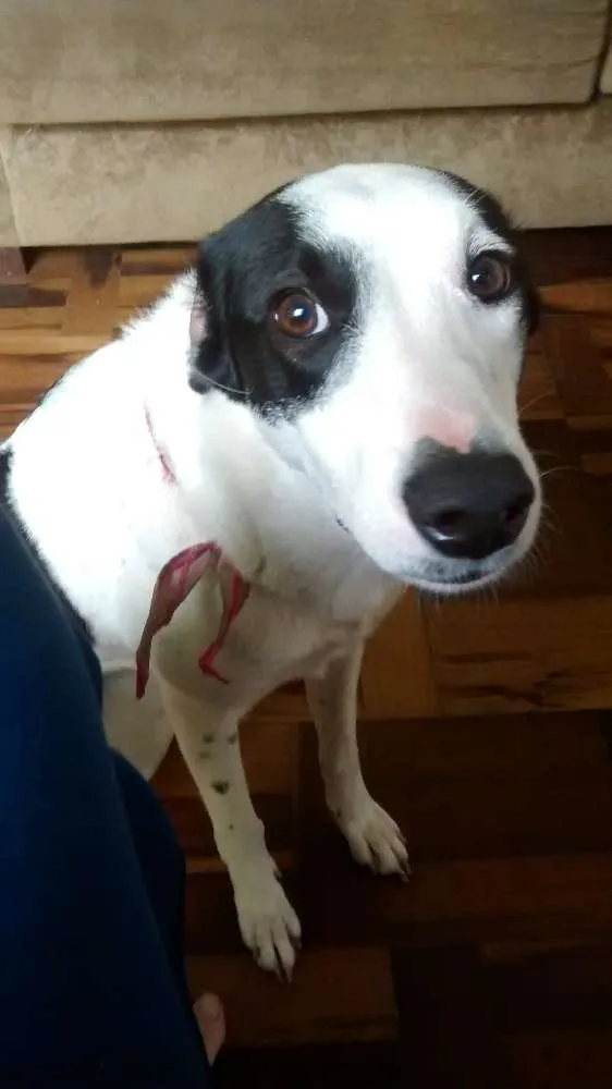 Cachorro ra a sem raça definida  idade 2 anos nome Nalu