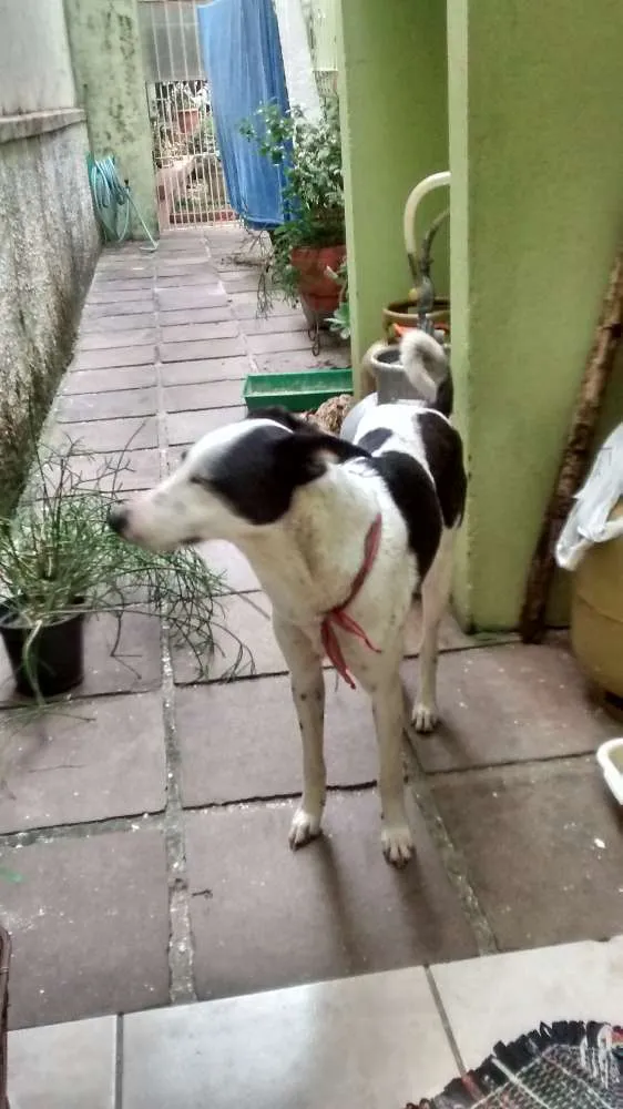 Cachorro ra a sem raça definida  idade 2 anos nome Nalu
