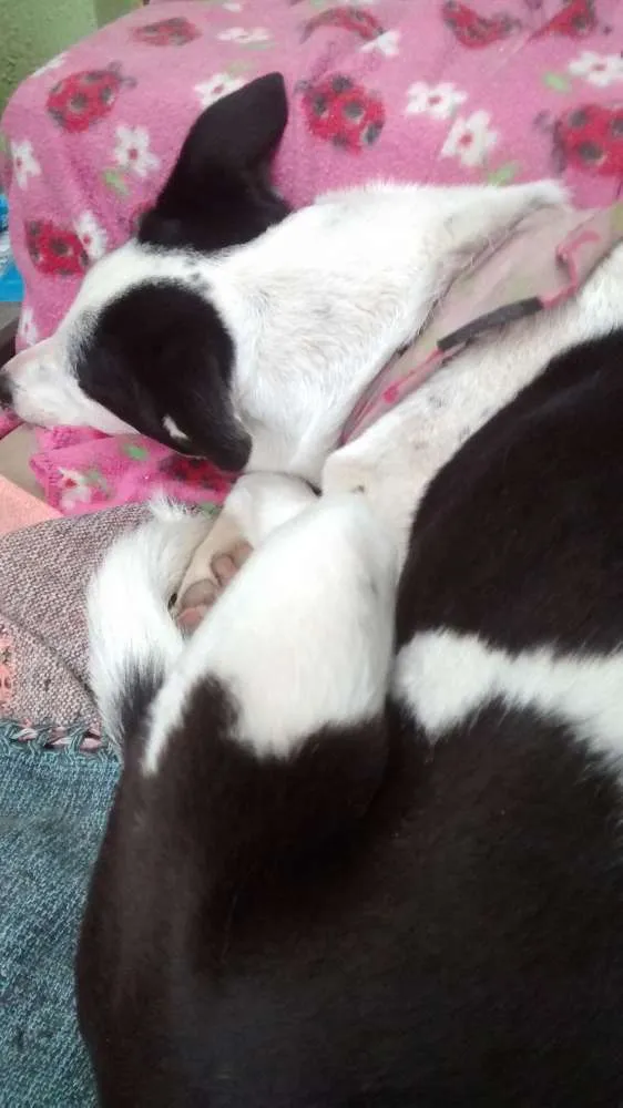 Cachorro ra a sem raça definida  idade 2 anos nome Nalu