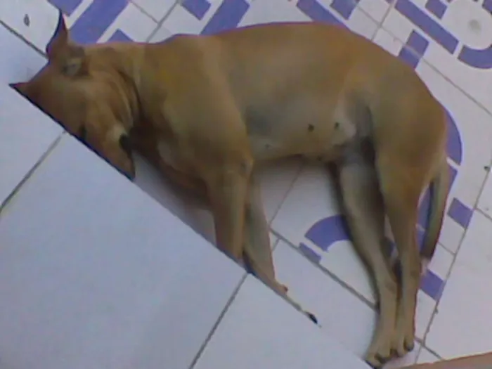Cachorro ra a Labrador (Mestiça) idade 6 ou mais anos nome Mili